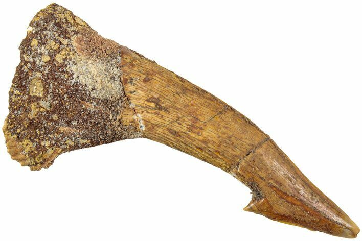 Fossil Sawfish (Onchopristis) Rostral Barb - Morocco #236102